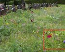 Blumenwiese, Grabsteine im Hintergrund