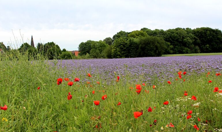Mohn und Blütenfeld mit Kirchturm im Hintergrund